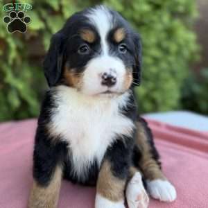 Bella, Bernese Mountain Dog Puppy