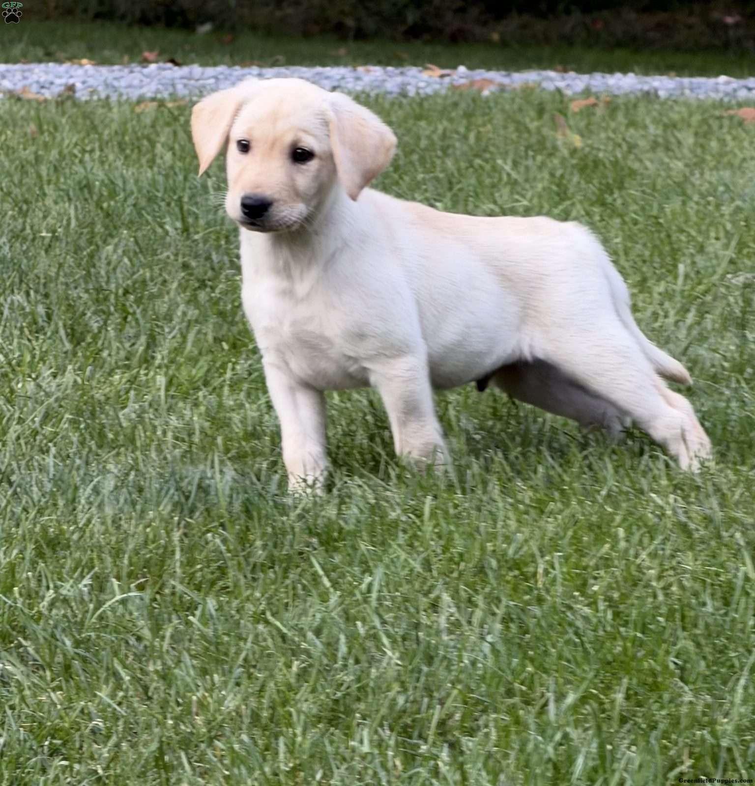 Drake (Labrador, Male) in Robesonia, PA