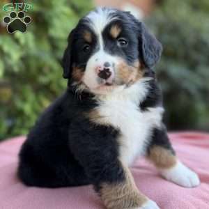Bella, Bernese Mountain Dog Puppy