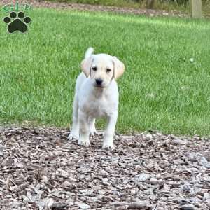 Drake, Yellow Labrador Retriever Puppy