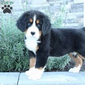 Amber, Bernese Mountain Dog Puppy
