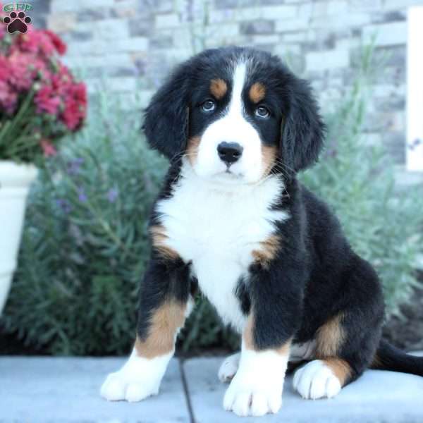 Amber, Bernese Mountain Dog Puppy