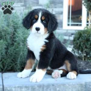 Amber, Bernese Mountain Dog Puppy