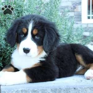 Amber, Bernese Mountain Dog Puppy