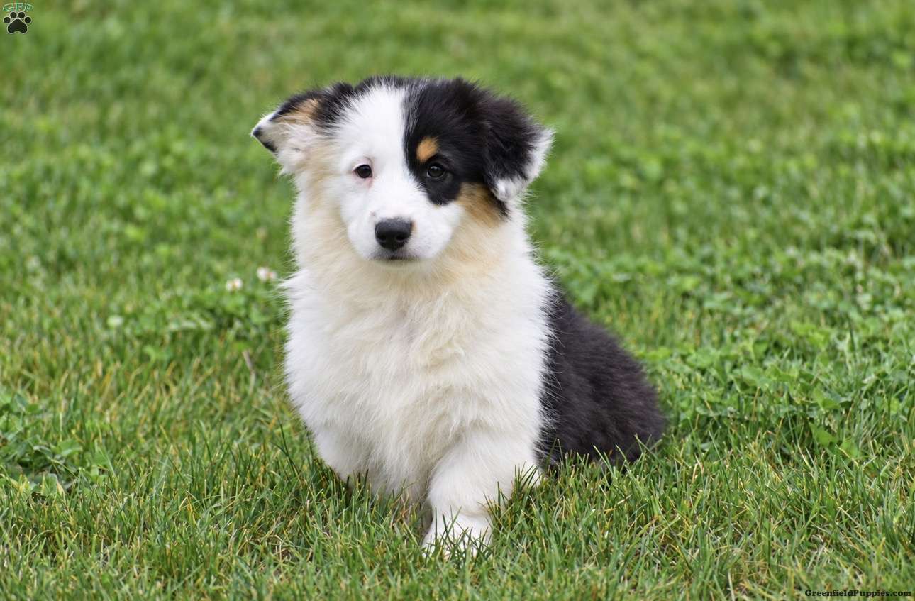 Jagger (Pembroke Corgi, Male) in Ephrata, PA