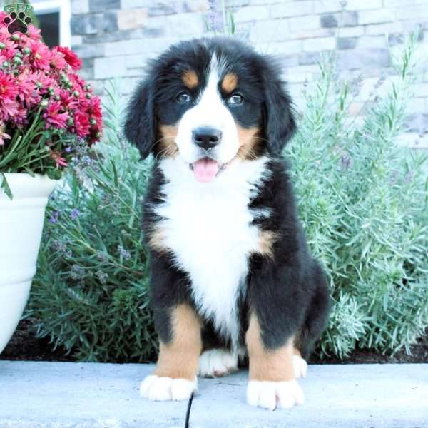 Ginger, Bernese Mountain Dog Puppy