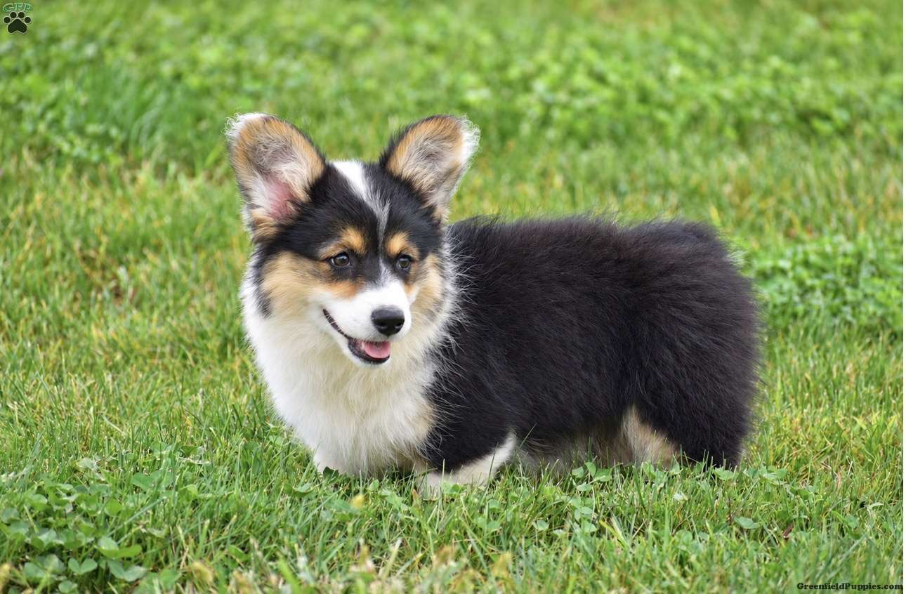 Jolene (Pembroke Corgi, Female) in Ephrata, PA