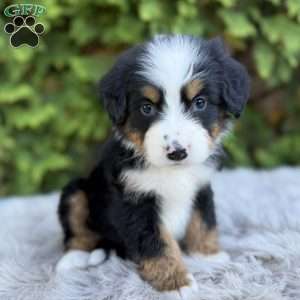 Rover, Bernese Mountain Dog Puppy