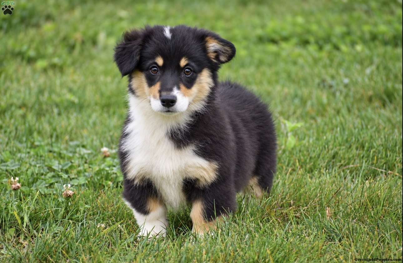 Jacey (Pembroke Corgi, Female) in Ephrata, PA