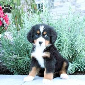 Honey, Bernese Mountain Dog Puppy