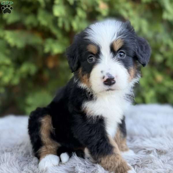 Rover, Bernese Mountain Dog Puppy