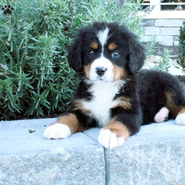 Honey, Bernese Mountain Dog Puppy