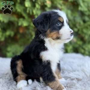 Rover, Bernese Mountain Dog Puppy