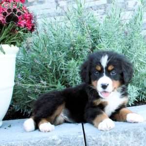 Honey, Bernese Mountain Dog Puppy