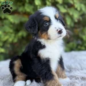 Rover, Bernese Mountain Dog Puppy