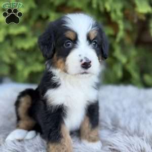 Rover, Bernese Mountain Dog Puppy