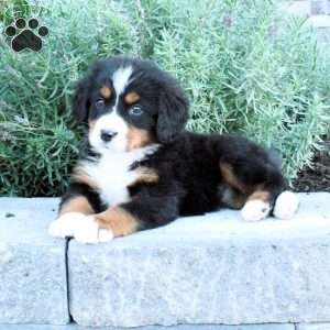 Honey, Bernese Mountain Dog Puppy