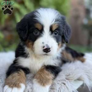 Rover, Bernese Mountain Dog Puppy