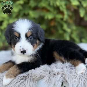 Rover, Bernese Mountain Dog Puppy