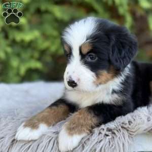 Rover, Bernese Mountain Dog Puppy