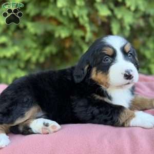 Bailey, Bernese Mountain Dog Puppy