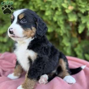 Bailey, Bernese Mountain Dog Puppy