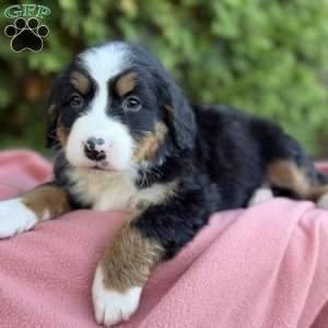 Bailey, Bernese Mountain Dog Puppy