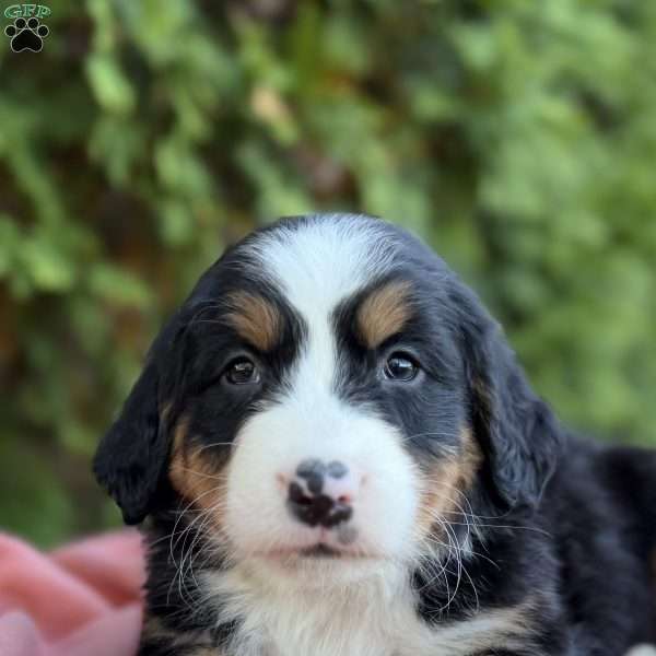 Bailey, Bernese Mountain Dog Puppy