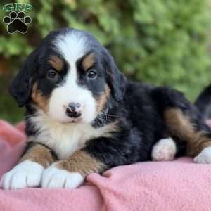 Bailey, Bernese Mountain Dog Puppy
