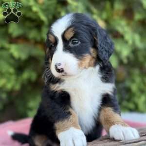Bailey, Bernese Mountain Dog Puppy