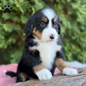 Bailey, Bernese Mountain Dog Puppy