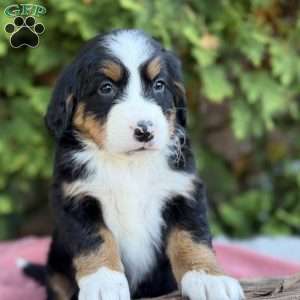 Bailey, Bernese Mountain Dog Puppy