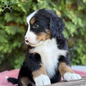 Bailey, Bernese Mountain Dog Puppy
