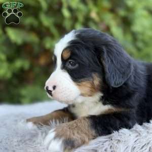 Ranger, Bernese Mountain Dog Puppy