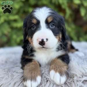 Ranger, Bernese Mountain Dog Puppy