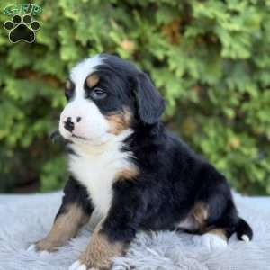 Ranger, Bernese Mountain Dog Puppy