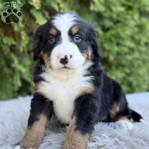 Ranger, Bernese Mountain Dog Puppy