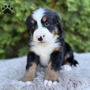 Ranger, Bernese Mountain Dog Puppy