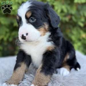 Ranger, Bernese Mountain Dog Puppy