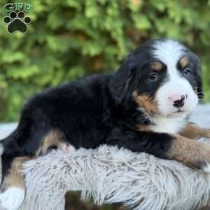 Ranger, Bernese Mountain Dog Puppy