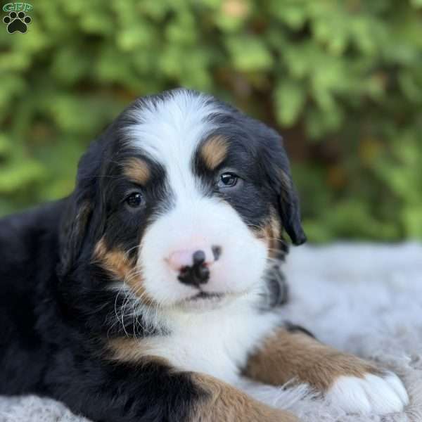 Ranger, Bernese Mountain Dog Puppy