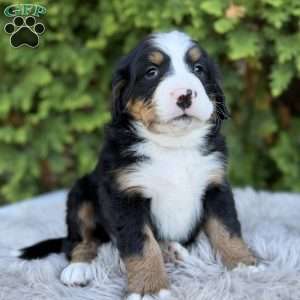 Ranger, Bernese Mountain Dog Puppy