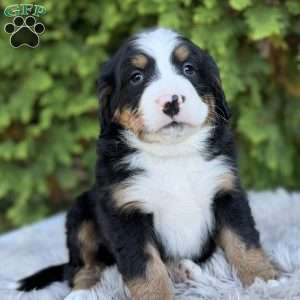 Ranger, Bernese Mountain Dog Puppy