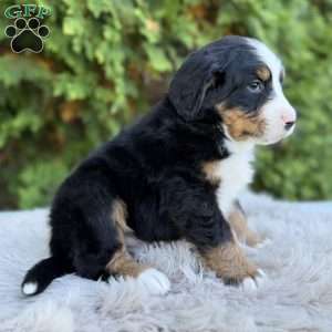 Ranger, Bernese Mountain Dog Puppy