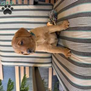 Roxy, Fox Red Labrador Retriever Puppy