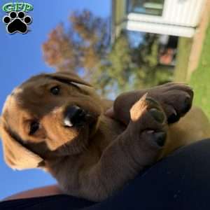Roxy, Fox Red Labrador Retriever Puppy