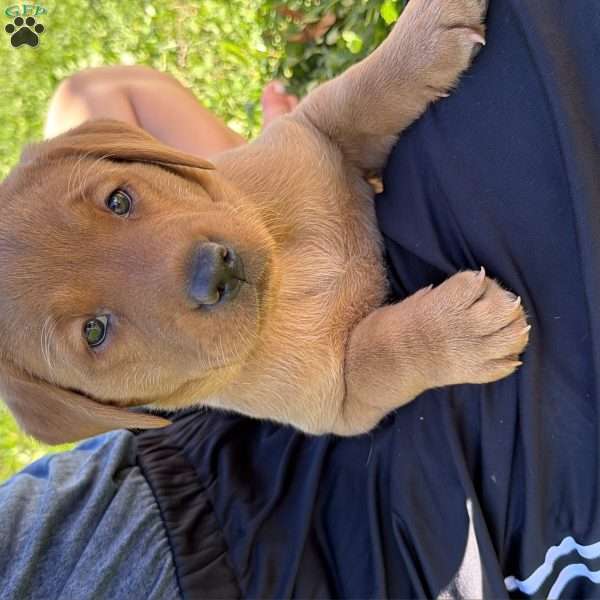 Roxy, Fox Red Labrador Retriever Puppy