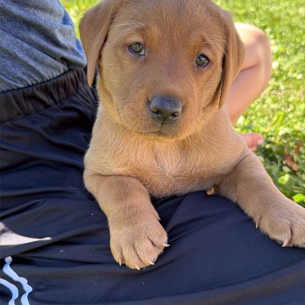 Roxy, Fox Red Labrador Retriever Puppy