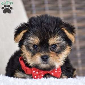 Molly – Teacup, Yorkie Puppy