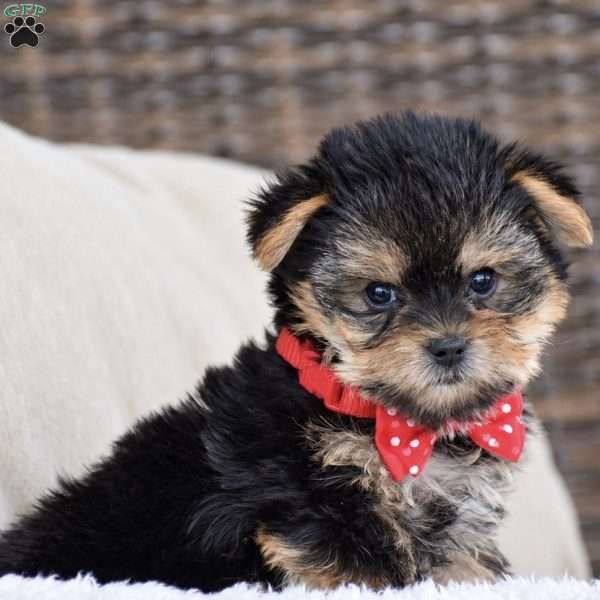 Molly – Teacup, Yorkie Puppy